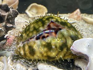 【ホシダカラガイ1匹】全長8-9cm± 殼高4-5cm± 海水魚 貝殻 貝 タカラガイ 子守貝 美しい 綺麗な貝 マリンアクアリウム