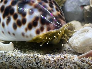 【ホシダカラガイ1匹】全長8-9cm± 殼高4-5cm± 美しい貝 タカラガイ 海水魚 マリンアクアリウム 茶ゴケ 藻 水槽掃除