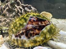 【ホシダカラガイ1匹】全長8-9cm± 殼高4-5cm± 海水魚 貝 貝殻 タカラガイ 美しい貝 マリンアクアリウム コケ対策_画像5