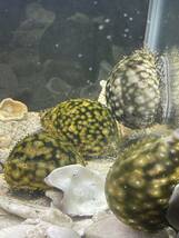 【ホシダカラガイ1匹】全長8-9cm± 殼高4-5cm± 海水魚 貝 貝殻 タカラガイ 美しい貝 マリンアクアリウム コケ対策_画像3