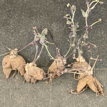 Y954 塊根植物 多肉植物 オトンナ 　パーフォリアータ（Othonna perfoliata）特選 5株 _画像3