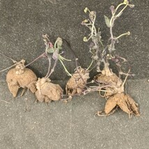 Y954 塊根植物 多肉植物 オトンナ 　パーフォリアータ（Othonna perfoliata）特選 5株 _画像9