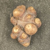 Y963 球根植物 コーデックス　オトンナ カカリオイデス Othonna cacalioides 塊根植物 （現地球） 特選極太株 _画像1