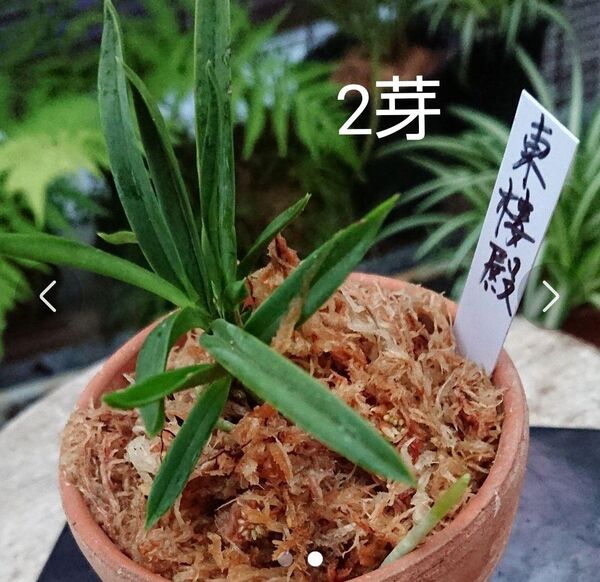 富貴蘭 (東楼殿) 2芽 富貴蘭