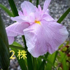 薄紫 菖蒲 (2株)