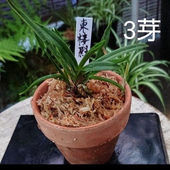 富貴蘭 (東楼殿) 3芽 富貴蘭植物一般
