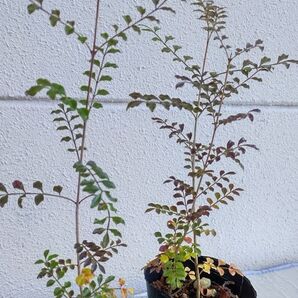 シマトネリコ (2株)