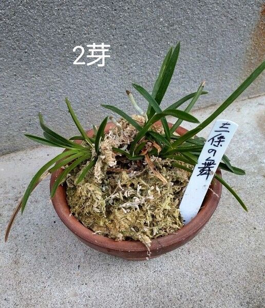 富貴蘭 三保の舞 (2株)
