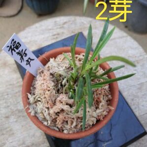 富貴蘭 (福寿丸) 2芽 富貴蘭 山野草植物一般