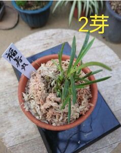 富貴蘭 (福寿丸) 2芽 富貴蘭 山野草