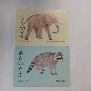 家庭保育園　絵カード　動物　2枚