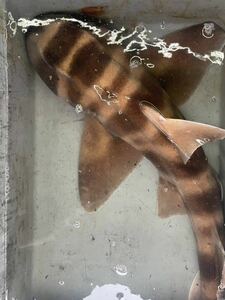 ネコザメ　40-60センチくらい　生体　海水魚　ペット