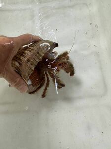 ヤドカリ　5-20センチくらい　生体　海水魚　ペット