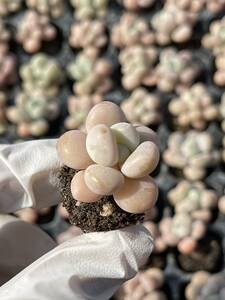 128株 L555-4 多肉植物 エケベリアピンクローシン 超美苗 サボテン 観葉植物 花 園芸　レア種 土と根付きで