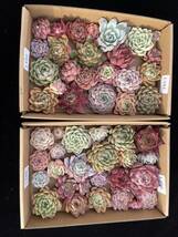 49株　L101+L102　多肉植物 エケベリア属　Echeveria DC 　ベンケイソウ科　交雑種類　超美苗 サボテン 観葉植物 花 レア種 49株セット_画像1