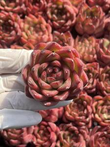 33株 L350-1 多肉植物 エケベリア　赤陽　　超美苗 サボテン 観葉植物 花 園芸　レア種