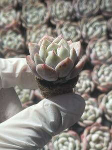 128株 L595-5 多肉植物 エケベリア 花石 超美苗 サボテン 観葉植物 花 園芸　レア種 土と根付きで