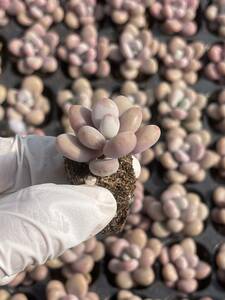 105株　L646-5 多肉植物 エケベリア　桃の卵　超美苗 サボテン 観葉植物 花 園芸　レア種 土と根付きで