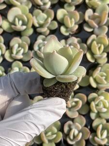 105株　L634-6多肉植物 エケベリア　ミルクティー　超美苗 サボテン 観葉植物 花 園芸　レア種 土と根付きで