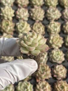 128株　L645-１ 多肉植物 エケベリア　桃思　　超美苗 サボテン 観葉植物 花 園芸　レア種 土と根付きで