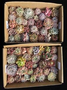 63株　M23+M24　多肉植物 エケベリア属　Echeveria DC 　ベンケイソウ科　交雑種類　超美苗 サボテン 観葉植物 花 レア種 63株セット