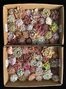 63株　M29+M30　多肉植物 エケベリア属　Echeveria DC 　ベンケイソウ科　交雑種類　超美苗 サボテン 観葉植物 花 レア種 63株セット