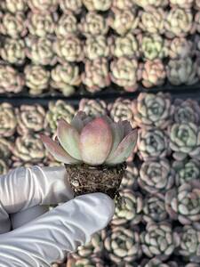 105株 M425-2多肉植物 エケベリア オールスター 超美苗 サボテン 観葉植物 花 園芸　レア種 土と根付きで