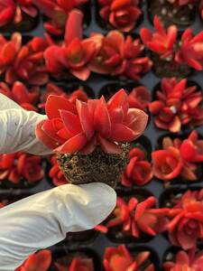 72株 M403-4多肉植物 エケベリア 火祭り 超美苗 サボテン 観葉植物 花 園芸　レア種 土と根付きで