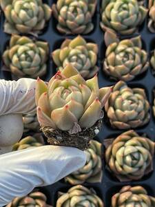 72株 M417-6多肉植物 エケベリア 氷の城 超美苗 サボテン 観葉植物 花 園芸　レア種 土と根付きで