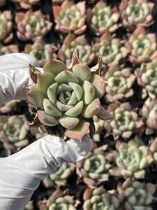 72株M495-7多肉植物 エケベリア 粉カード 超美苗 サボテン 観葉植物 花 園芸　レア種 土 と根付きで