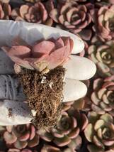 105株 N540-2多肉植物 エケベリア 赤舞 超美苗 サボテン 観葉植物 花 園芸　レア種 土と根付きで_画像2