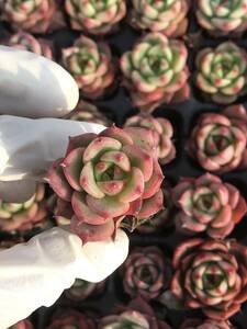 128株N555-2多肉植物 エケベリア 赤い月 超美苗 サボテン 観葉植物 花 園芸　レア種 土と根付きで