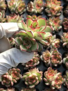 105株 N565-2多肉植物 エケベリア 蛍 超美苗 サボテン 観葉植物 花 園芸　レア種 土と根付きで