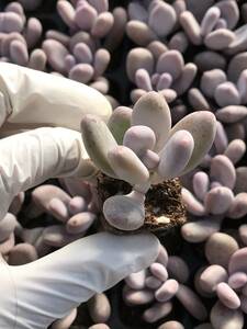 105株 N569-2多肉植物 エケベリア 桃の美人 超美苗 サボテン 観葉植物 花 園芸　レア種 土と根付きで