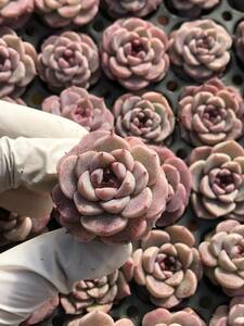 105株 N586-2多肉植物 エケベリア ビロード 超美苗 サボテン 観葉植物 花 園芸　レア種 土と根付きで