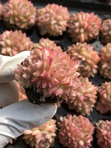 105株 N595-2多肉植物 エケベリア 赤い女王 超美苗 サボテン 観葉植物 花 園芸　レア種 土と根付きで