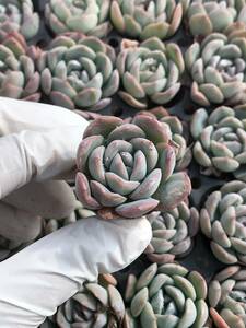 105株 N667-2多肉植物 エケベリア ササニ 超美苗 サボテン 観葉植物 花 園芸　レア種 土と根付きで