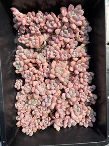 27株 N311-3多肉植物 エケベリア 粉楽 超美苗 サボテン 観葉植物 花 園芸　レア種 