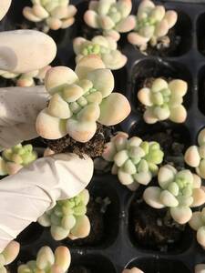 72株 N637-4多肉植物 エケベリア 天使 超美苗 サボテン 観葉植物 花 園芸　レア種 土と根付きで