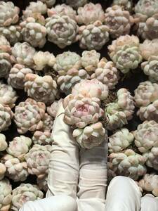 50株 P530-2多肉植物 エケベリア アルバミニ 超美苗 サボテン 観葉植物 花 園芸　レア種 