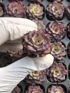 128株 P106-3多肉植物 エケベリア 小鳥 超美苗 サボテン 観葉植物 花 園芸　レア種 土と根付きで