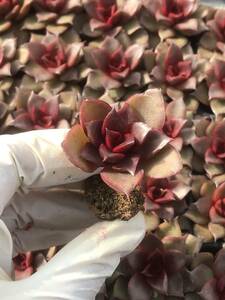 105株 P121-3多肉植物 エケベリア 赤バラ 超美苗 サボテン 観葉植物 花 園芸　レア種 土と根付きで