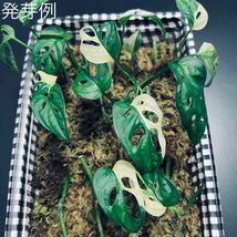 お得 ! 希少 白美麗【 斑入り マドカズラ 】 1 茎伏挿木6本 Monstera adansonii variegata モンステラ アダンソニー バリエガータ _画像2