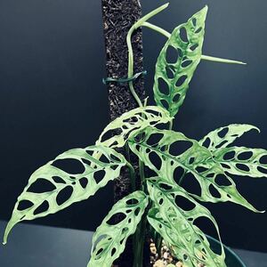 お得! 5節 希少 【 ペルー個体 】 モンステラ オブリクア 1　Monstera obliqua【 Peru 】 タグ アグラオネマ フィロデンドロン