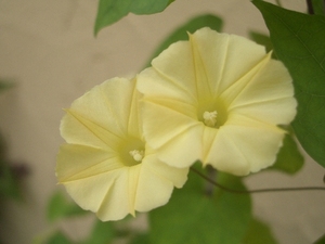 Ipomoea obscura var. obscura　種子　10粒　2023年自家採種　朝顔の仲間　ヒメノアサガオ