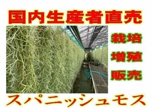 無農薬　生産直売　1束　80グラム　70cm以上　国内栽培　太葉タイプ　ウスネオイデス　スパニッシュモス　エアープランツ Tillandsia 