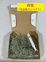 無農薬　生産直売　1束　120グラム　70㎝以上　国内栽培　太葉タイプ　ウスネオイデス　スパニッシュモス　エアープランツ Tillandsia _画像9