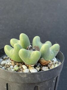 コノフィツム　ビロバム　EA272　　(Conophytum bilobum, EA272) 　　５頭