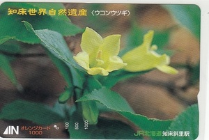 ＪＲ北海道「ウコンツツジ」1穴使用済み