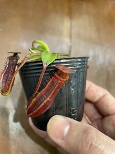 Nepenthes edwardsiana Marai Parai産 seed grown ネペンテス　 食虫植物